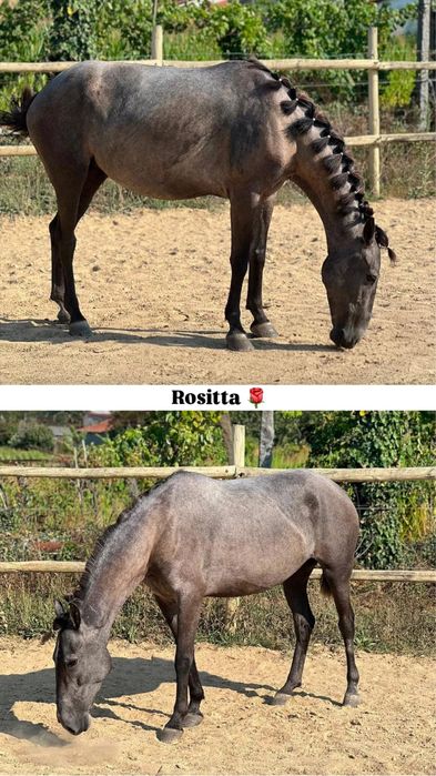 Égua 5 anos Montada