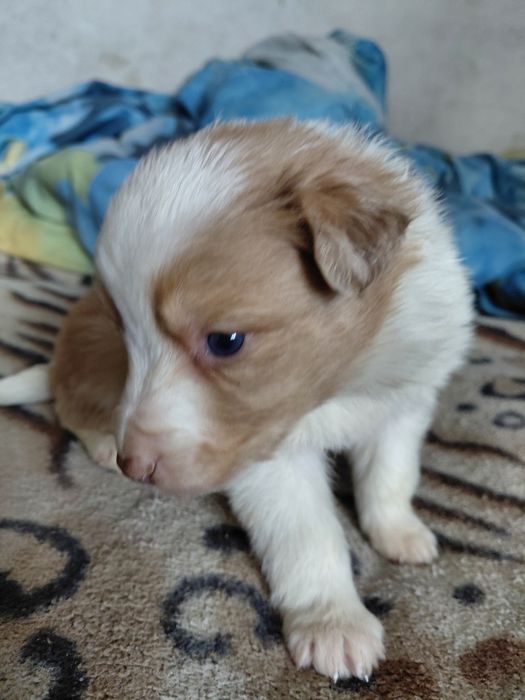 Border collie piesek fci zkwp