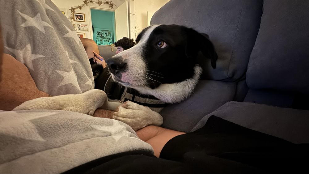 Encontrei: Cachorro muito docil (adopcão)