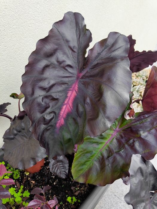Colocasia Redemption64730137100674126