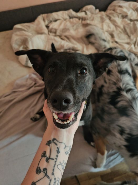 Домашня перетримка собак у Києві, dog sitter