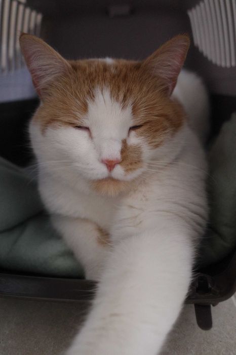 Sofia - Kotka do adopcji!