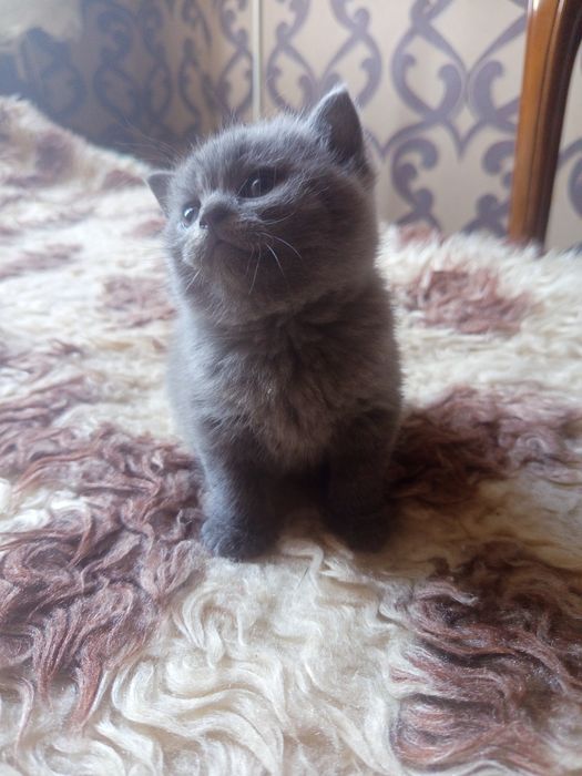 Kotka Brytyjska niebieska rodowód WCF