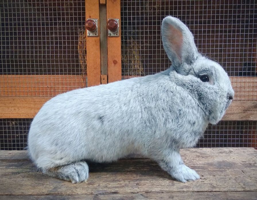 Кролики Велике Світле Срібло