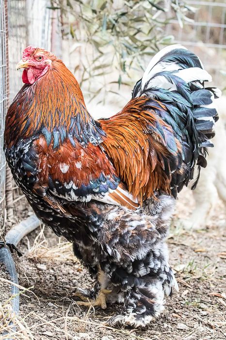 Ovos de galinha brahma mil flores faço envios