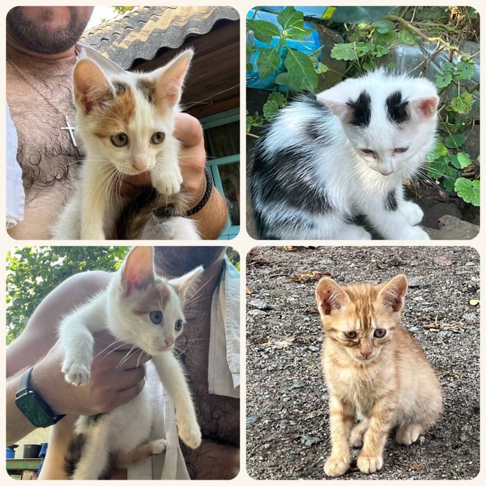 Шукаємо родину для кошенят