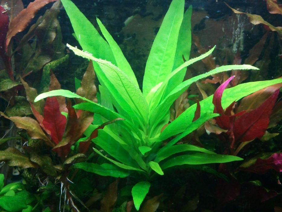 Pack de plantas para aquário - 3, 5, 9 ou 15 espécies