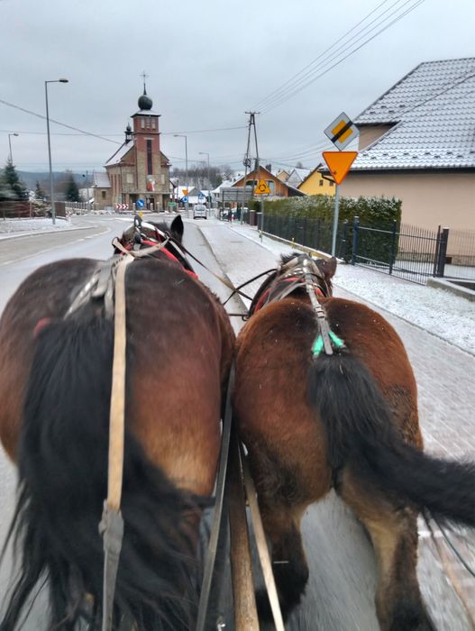 Sprzedam klaczkę PKZ typ sztumski 8 m-c