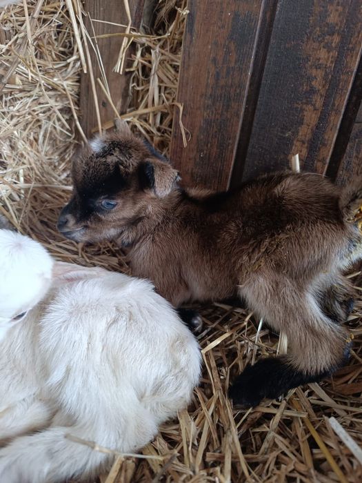 Vendo Cabra Anã - 1 mês vida