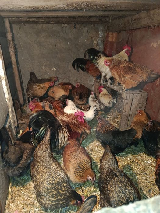 Курочки бентамочки инкубационное яйцо