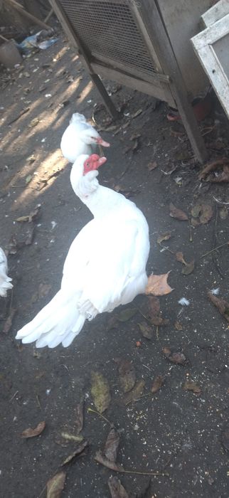 Індокачки Німецької важкої лінії, інкубаційні яйця