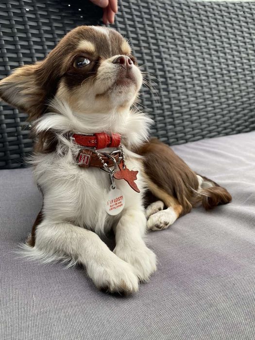 Чихуахуа ищет невесту