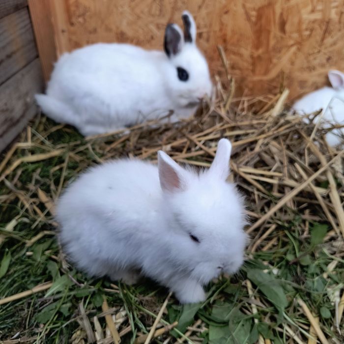 Królik miniaturka