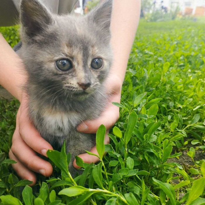 Кошенята шукають дом