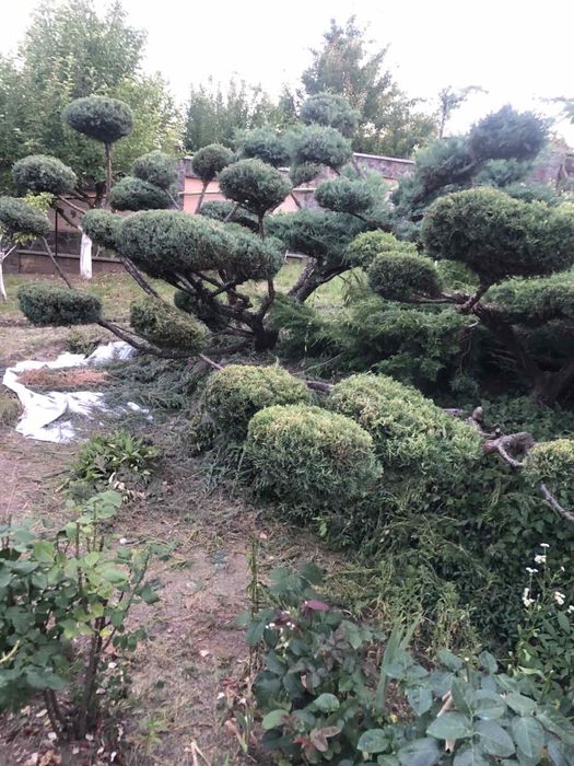 Бонсай (нівакі) з ялівця на 36 шляп