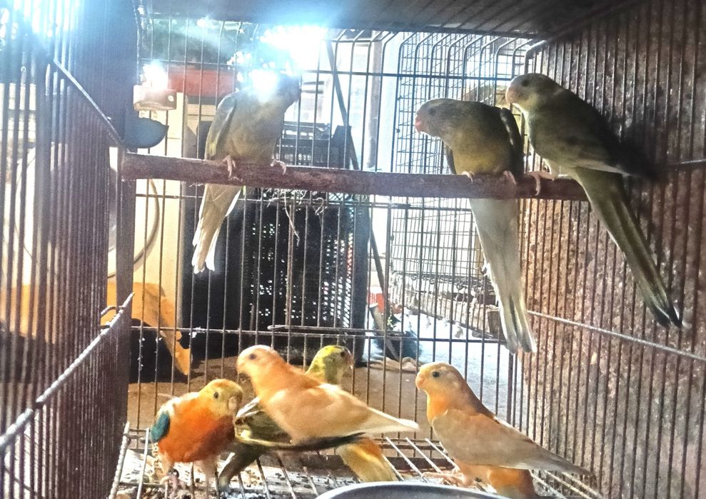 Psitacideos diversos