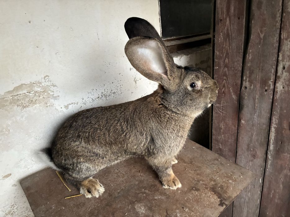 Belgijski olbrzym szary