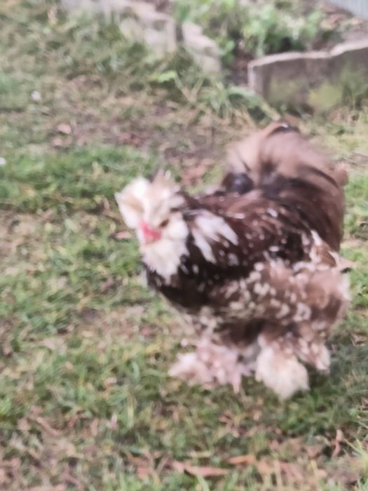 Sprzedam kogutka silki