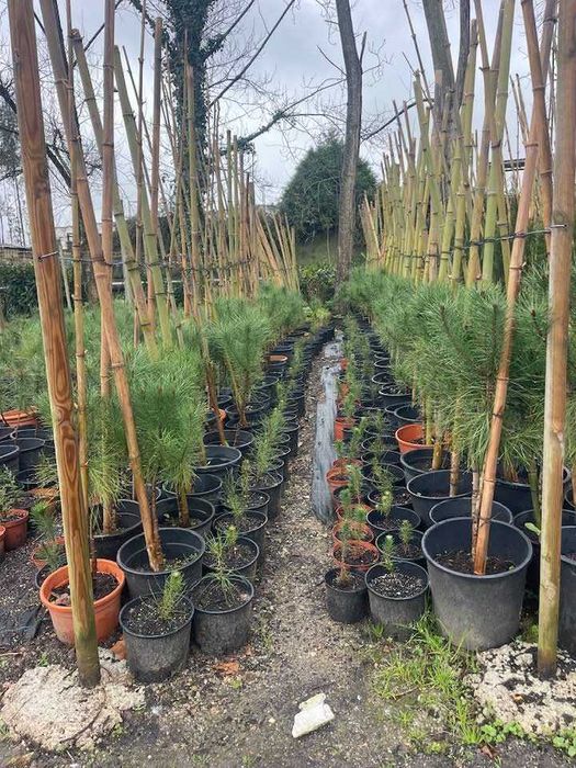 Árvore Pinus Pinea, 100/150cm