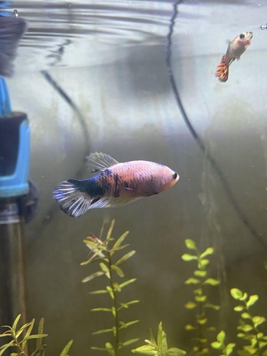 Aquário 87Litros Plantado C/ rochas e troncos + Fauna