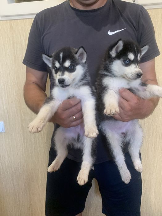 Продам цуценят Сибірської Хаскі