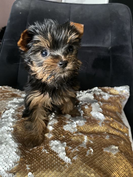 Чистокровна Красуня Міні Дівчинка