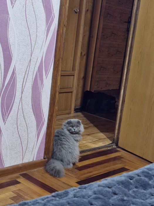 Отдам в хорошие руки