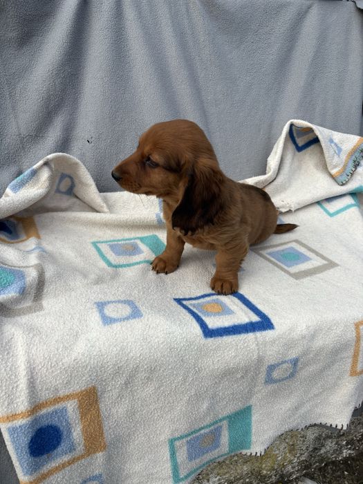 Teckel femea miniatura pelo comprido