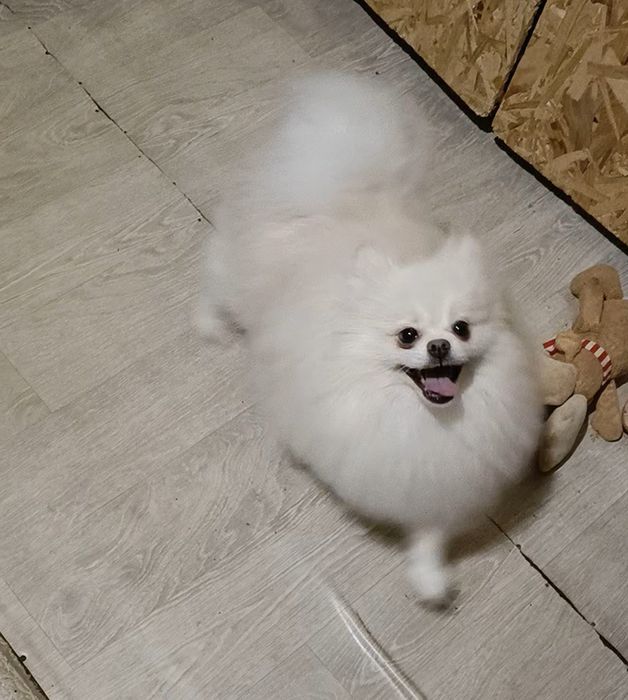 Красивый мальчик молодой Померанский шпиц Белый