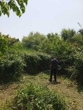 Limpezas de terrenos