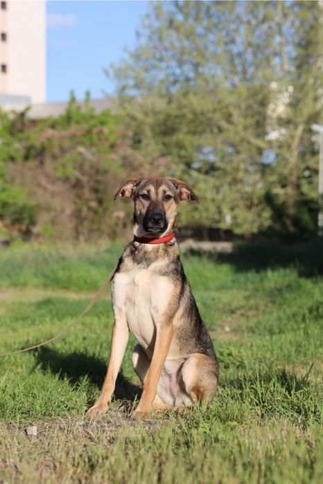 Собака Мия 1 год