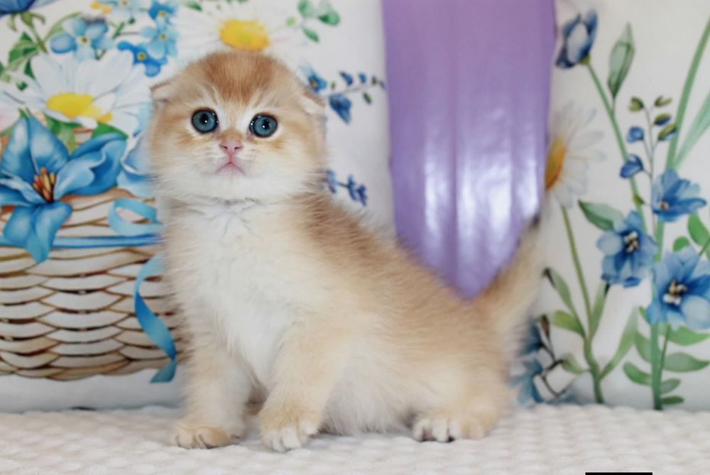 Мальчишка Scottish Fold