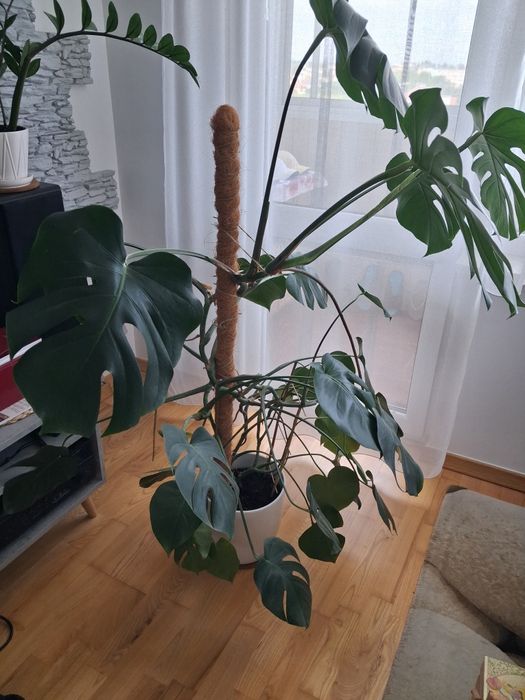 Monstera - kwiat doniczkowy