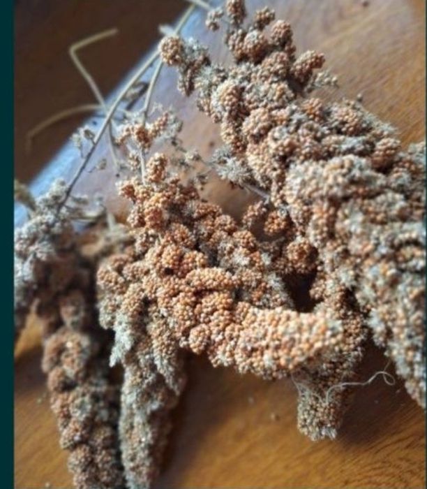 Proso senegalskie II gatunek 10 kg