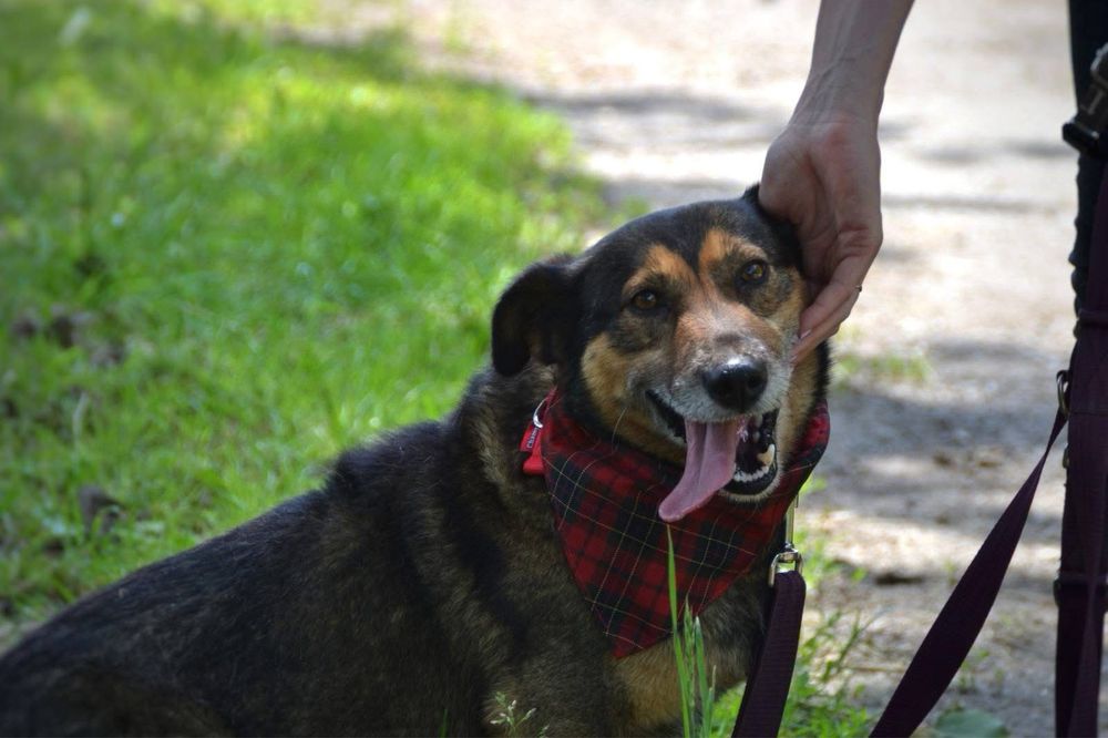 Wafelek szuka domu! Adopcja