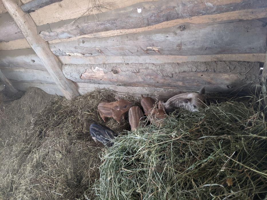 Поросята венгерської мангалиця