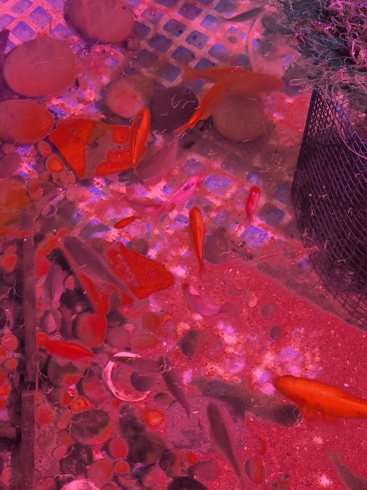 Peixes de água fria para tanques e lagos