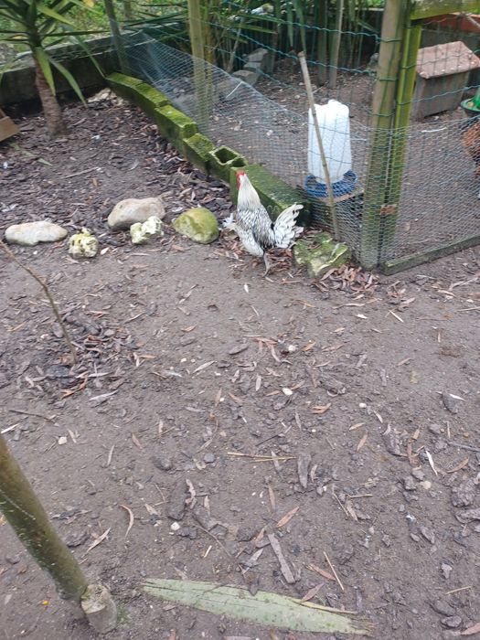 Vendo algumas aves, galo sedosa  e galo sebright dourado e prateado