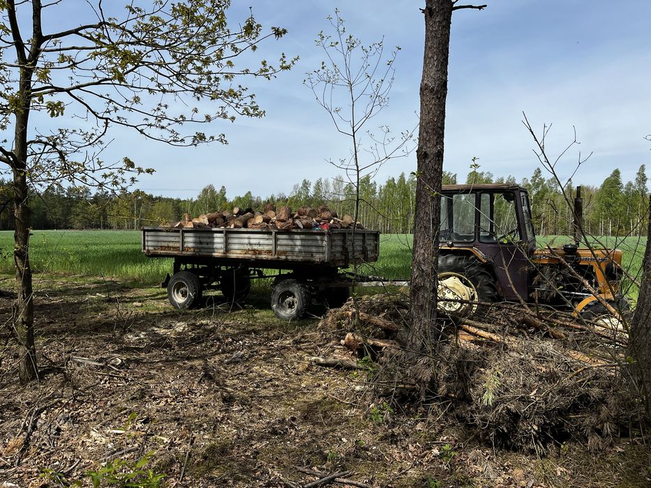Sosna cięta na pieńki