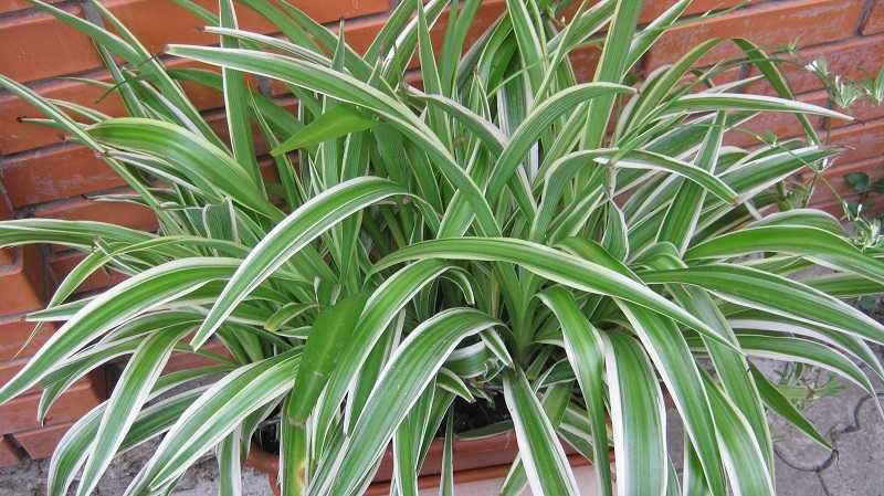 Хлорофитум для интерьера в вазонах