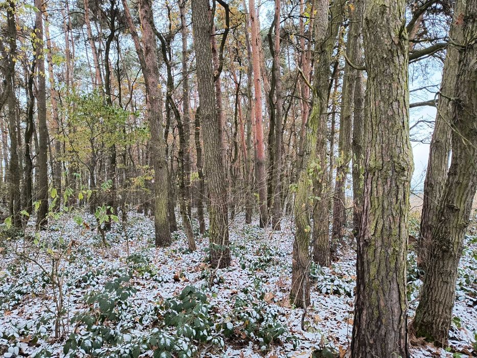 Las sosnowy ok.100 letni, woj. świętokrzyskie, gmina Opatowiec, 1 ha
