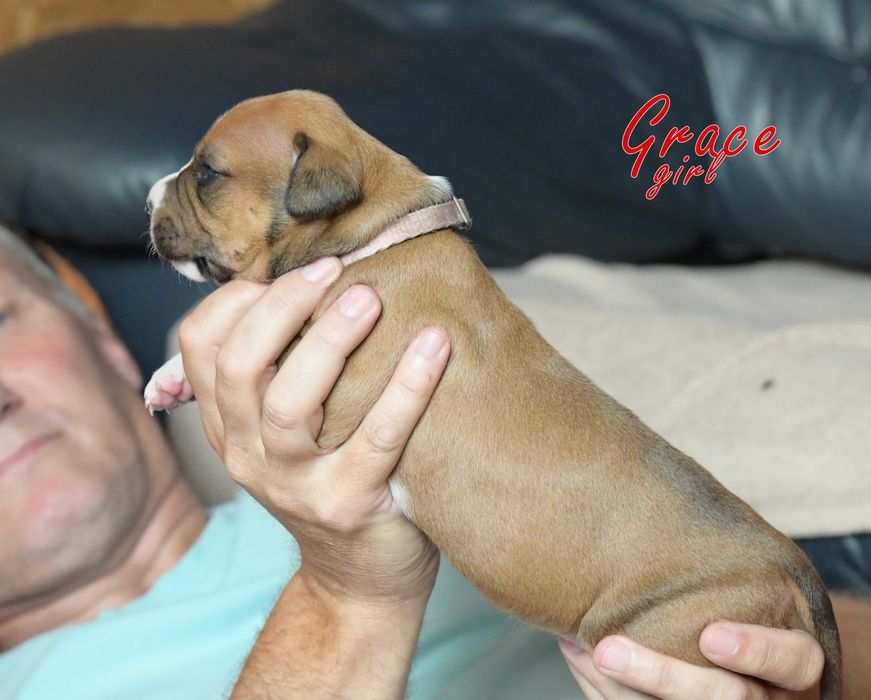 Amstaff top rodowód