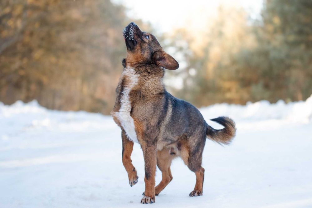 BENIO - mały wesoły psiak poleca się do pokochania