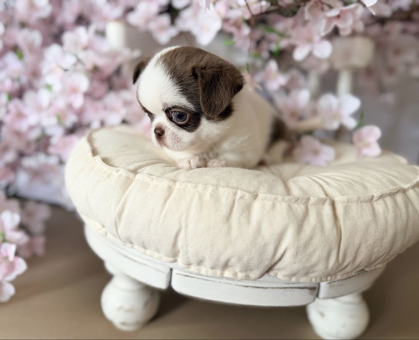 ***Prześliczny chłopczyk chihuahua***