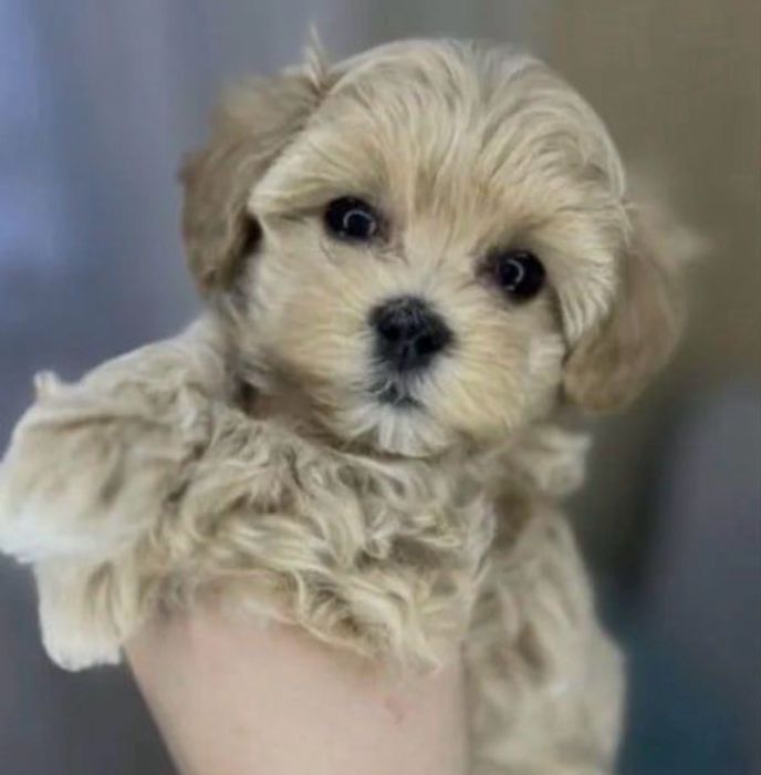 супер пухнастик ! хлопчик мальтипу
