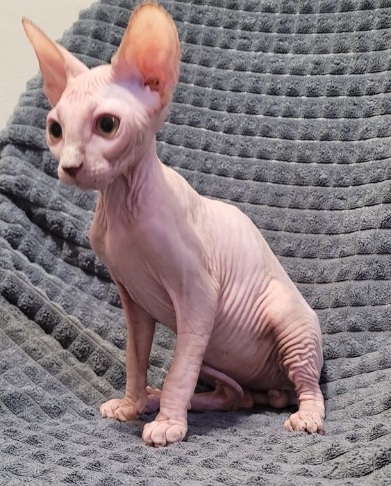 Gatinho sphynx macho