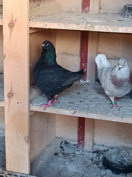 Kingi samce różne kolory