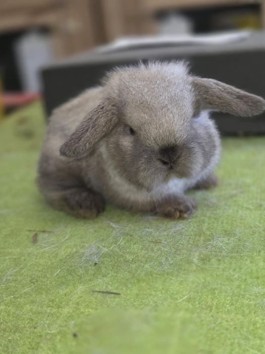 Karzełek baranek, baranek karzełek. Mini lop..rodowód. Hodowla zarejes
