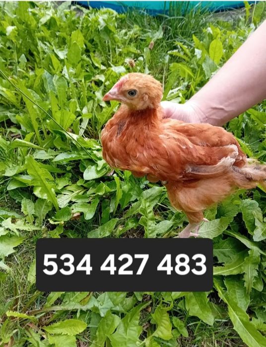 Kura kury rossy naturalne ekologiczne kury pisklaki kury Rosy