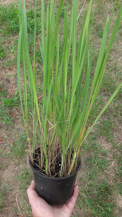 Trawa Imperata cylindryczna zielona P13